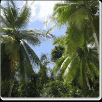 /album/fotogaleria-parques-nacionales-de-colombia/selva-de-florencia-gif/